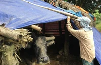 Miền Bắc chủ động ứng phó với rét đậm, rét hại