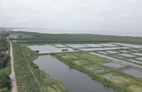 Giữ lại nguyên trạng diện tích Khu bảo tồn thiên nhiên đất ngập nước Tiền Hải