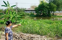 Hàng loạt kênh rạch giáp ranh giữa Long An và TP.HCM tiếp nhận nước thải từ khu công nghiệp