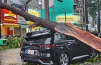 Mưa dông ở TP.HCM làm đổ nhiều cây xanh, Nam Bộ tiếp tục mưa lớn