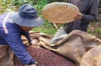 Nông dân đang vào mùa thu hoạch cà phê từ tháng 11 năm nay đến tháng 2 năm sau. Ảnh: QUANG BÌNH