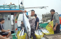 Ngư dân đưa cá từ tàu thuyền lên bờ. Ảnh: ĐẶNG TRUNG