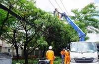 Công nhân ngành điện xử lý nhánh cây để đảm bảo an toàn điện mùa mưa, bão.