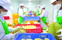 Sầu riêng: Xanh vỏ đỏ tiền