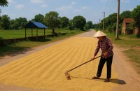 Bị khởi tố từ việc phơi thóc ngoài đường: Bài học đắt giá
