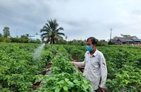 Chợ Lách sản xuất 17 triệu hoa kiểng phục vụ Tết Tân Sửu 2021