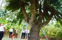 Cây thiên tuế hơn 200 năm tuổi được công nhận là cây di sản