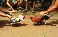 HĐND TP Bạc Liêu bãi nhiệm 1 đại biểu vì đá gà ăn tiền