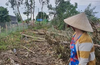 Cà Mau: 1 nhóm người ngang nhiên chặt cây của dân 