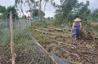 Công an huyện ghi nhận hiện trường vụ nhóm người ngang nhiên chặt cây ở Cà Mau