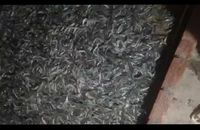 Cà Mau: Nghi vấn dùng thuốc độc làm chết 4 tấn tôm vì mâu thuẫn cá nhân