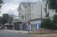 Chưa rõ nguyên nhân 3 cây xà cừ cổ thụ ở TP Bạc Liêu bị 'đột tử'