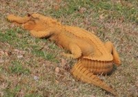 Kinh hãi cá sấu 'cam bí ngô' bò khắp Nam Carolina