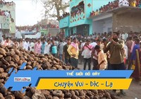 Video: Người Ấn Độ ném phân vào nhau để cầu may