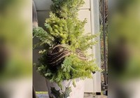 Phát hiện trăn 3 m quấn quanh cây thông Noel, chủ nhà để mặc