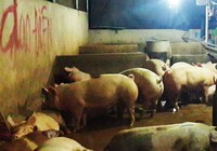Thêm vụ heo bị bơm nước, tiêm an thần trước khi mổ