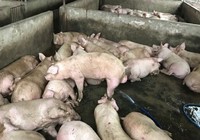 Hàng trăm con heo được bơm căng nước để mang đi tiêu thụ