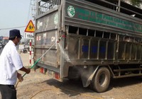 Đồng Nai: Lập Ban Chỉ đạo phòng, chống dịch tả heo