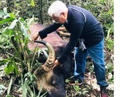 Bò tót nặng 800kg chết ở Đồng Nai 'có thể do già yếu'