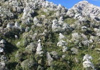 Tuyết rơi ở Sa Pa, phủ trắng đèo Ô Quy Hồ