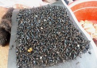 Dịch ruồi ‘khủng bố’ trước tuần lễ du lịch Măng Đen