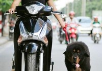 Dắt chó chạy theo xe, chủ có bị phạt?