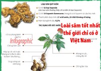 Ngọc Linh - loài sâm tốt nhất thế giới chỉ có ở Việt Nam