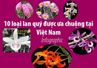 10 loại lan quý được ưa chuộng tại Việt Nam