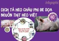 Dịch tả heo Châu Phi đe dọa nguồn thịt heo Việt