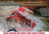 Tôm càng đỏ từ Trung Quốc đào hang sâu 2m hại môi sinh ra sao?