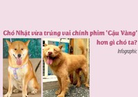 Chó Nhật vừa trúng vai chính phim Cậu Vàng hơn gì chó ta?
