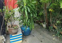 Cãi lệnh tòa, kê chậu cây chặn lối đi của cả xóm