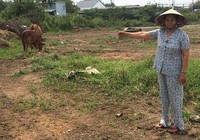 14 năm ủy ban không trả đất cho dân