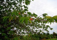 Vì sao cây trứng cá bị cấm trồng trên vỉa hè TP.HCM?