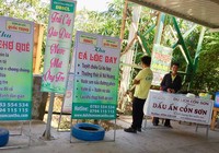 Bát nháo bán tour du lịch ở Cồn Sơn