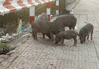 Đàn heo thả rông giữa phố giờ ra sao?