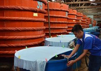 Dự thảo sản xuất nước mắm: ‘Không đáp ứng được cũng không sao