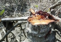 Đồng Nai: Hàng trăm hecta rừng phòng hộ bị chặt phá