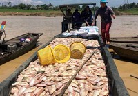 Thiệt hại quá nhiều khi cá sông La Ngà chết