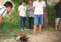 Từ đá gà qua mạng đến trường gà thật