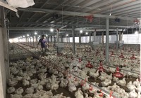 Giá gà rớt thê thảm 11.000 đồng/kg