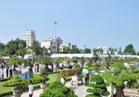Việt Nam lần đầu tiên đăng cai lễ hội bonsai và suiseki