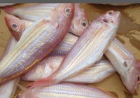 Cá đổng sọc vàng chiên giòn chấm mắm chua cay, ngon hết sảy!