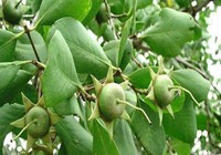 Thân em như trái bần trôi...