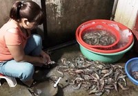 Nhức nhối nạn bơm tạp chất vào tôm