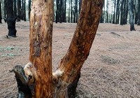 Báo động rừng thông bị cạo vỏ đem bán