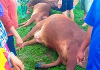 Trời mưa giông, sét đánh chết 6 con bò, 1 người nguy kịch