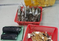 Bắt vụ vận chuyển 10 kg ngà voi giấu trong thùng tôm hùm 