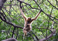 Người dân được phép nuôi động vật rừng