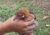 Bị công an truy đuổi, trộm gà vứt ví tiền bỏ chạy
